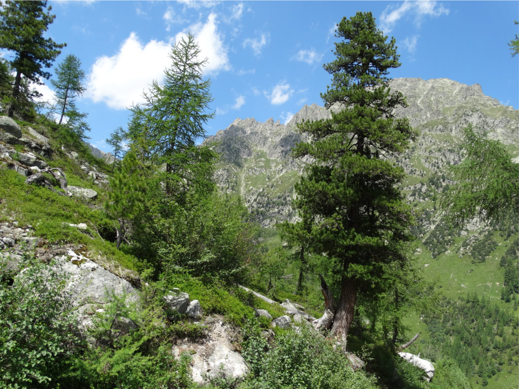 Arve & Lärche_DSC03756